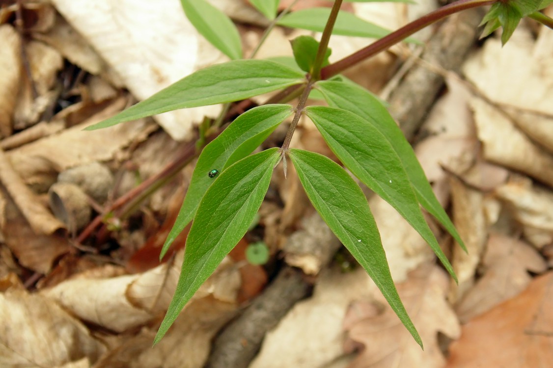 Изображение особи Lathyrus vernus.