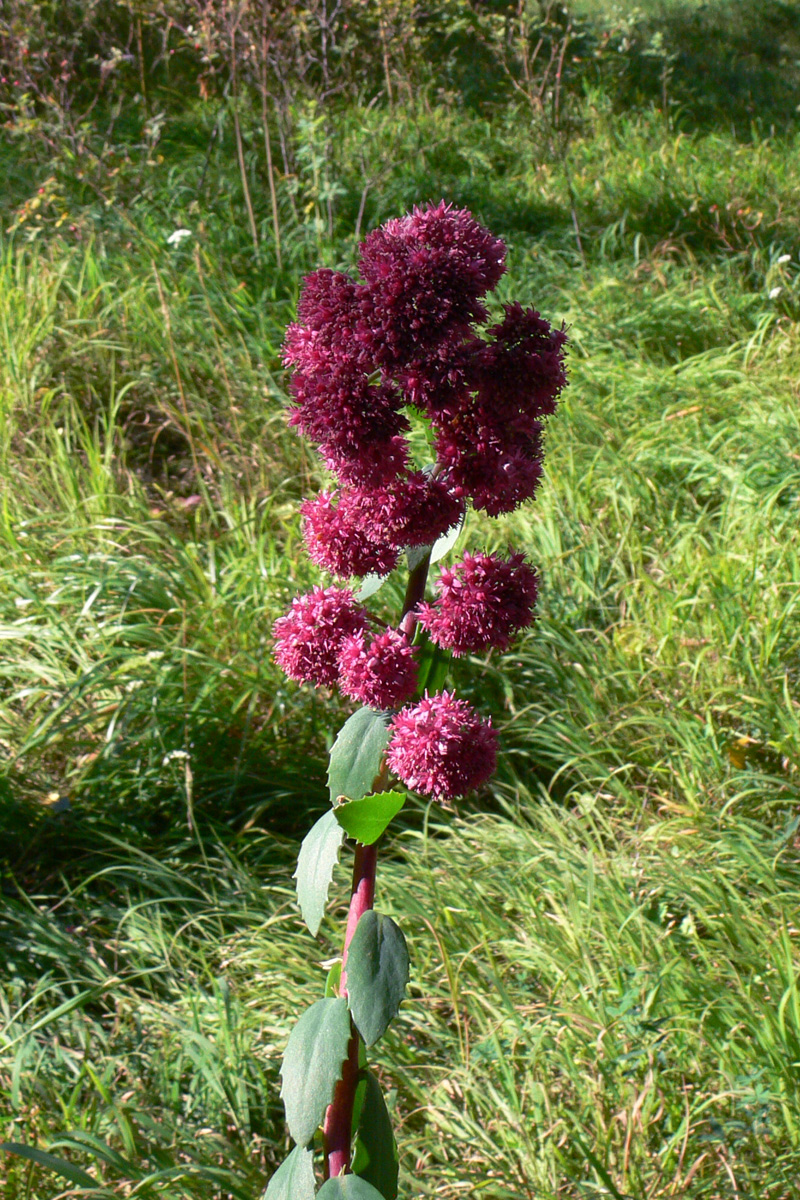 Image of Hylotelephium triphyllum specimen.