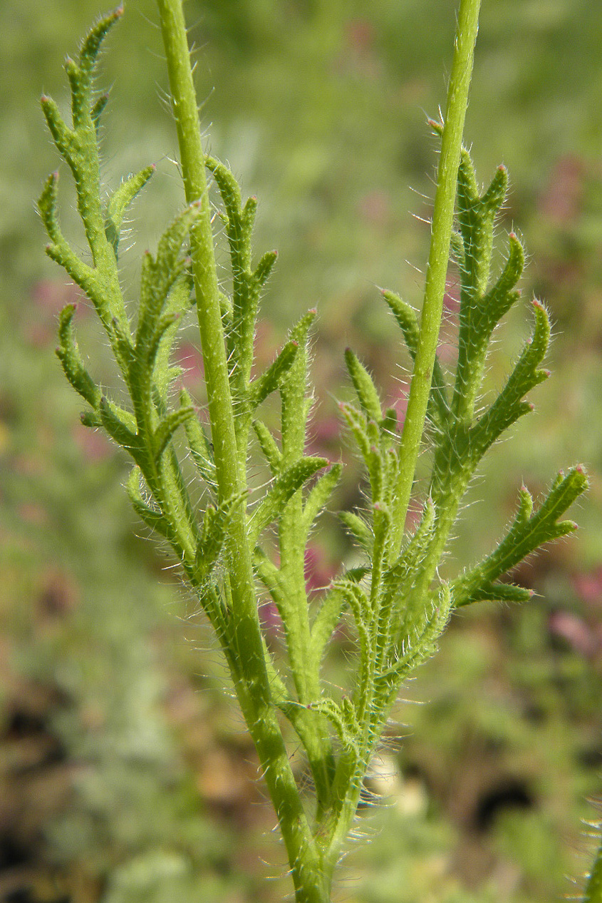 Изображение особи Papaver stevenianum.