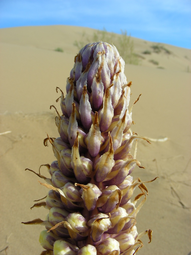 Image of Cistanche flava specimen.