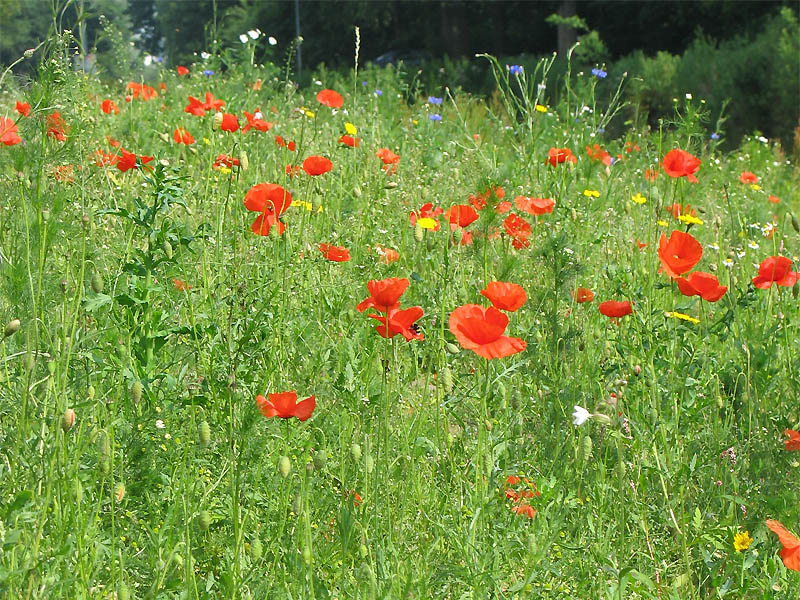 Image of Papaver rhoeas specimen.