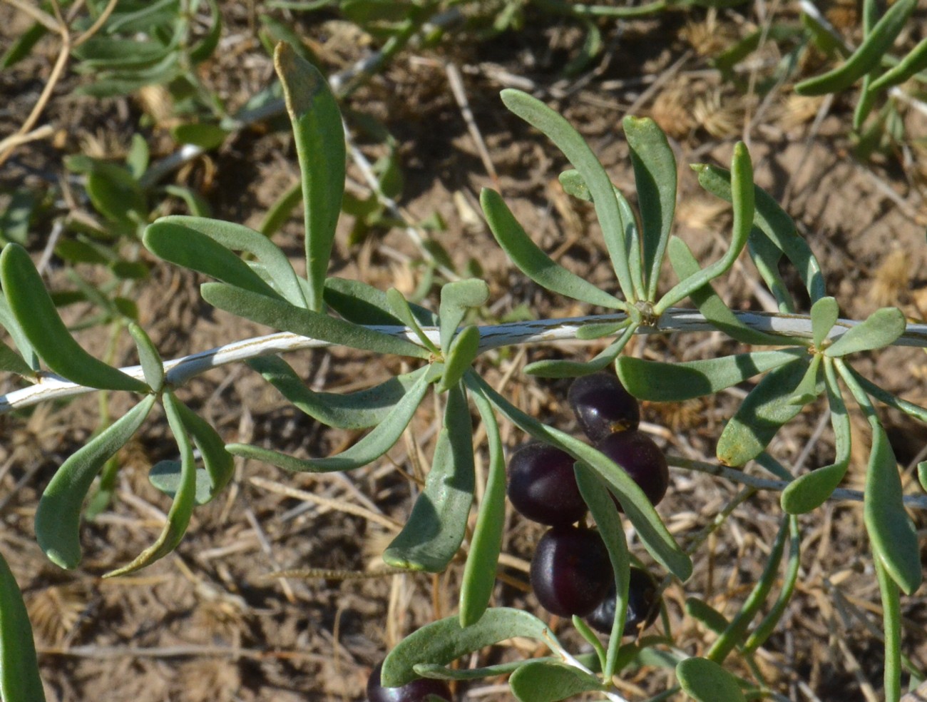 Image of Nitraria schoberi specimen.