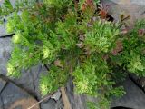 genus Artemisia. Побеги. Приморье, окр. г. Находка, бухта Тунгус, на каменной осыпи. 18.06.2016.