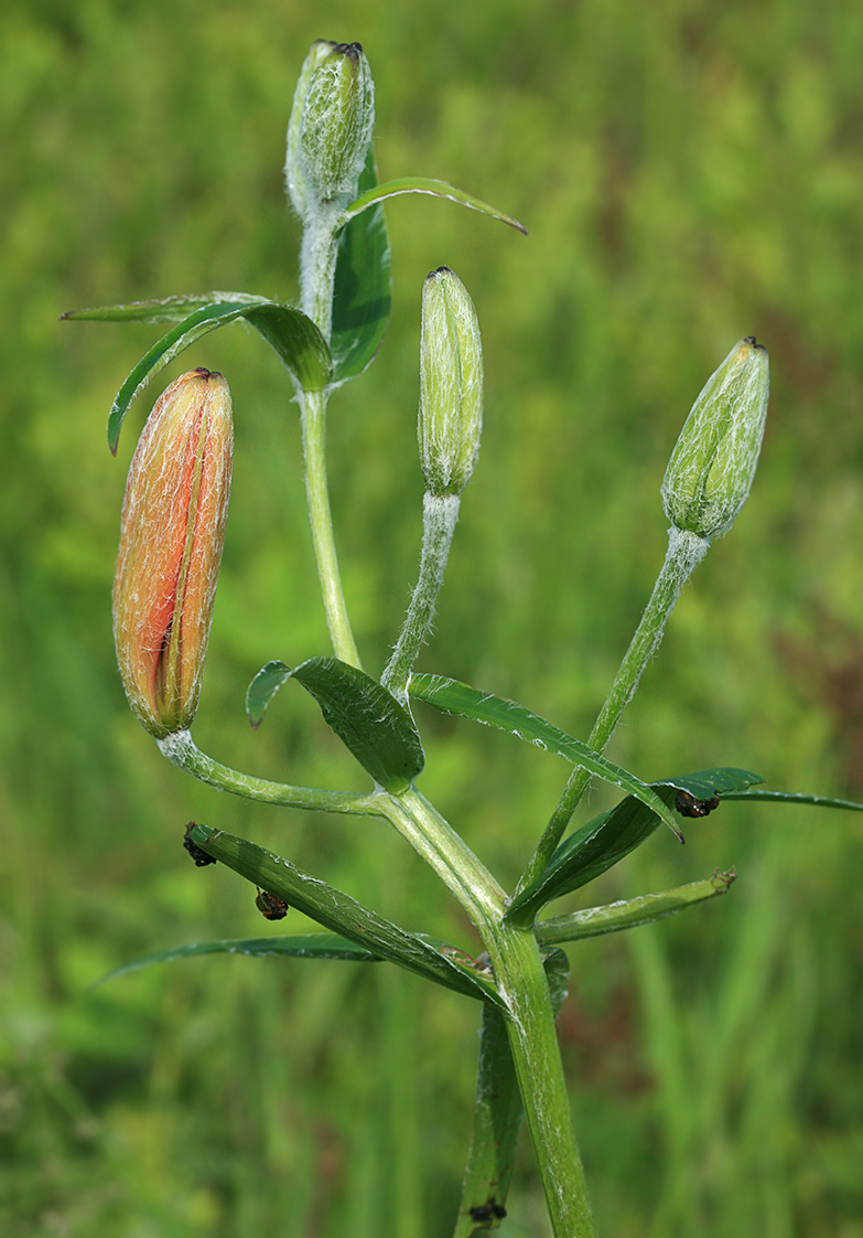 Изображение особи Lilium pensylvanicum.