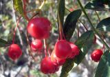 Sorbus tianschanica