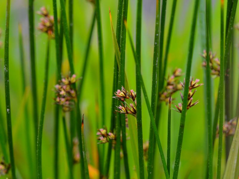 Image of Juncus beringensis specimen.