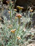 Matthiola integrifolia. Часть соцветия. Узбекистан, хребет Нуратау, Нуратинский заповедник, урочище Хаятсай, на выходах коренных пород. 22.05.2007.