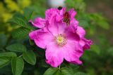 Rosa rugosa