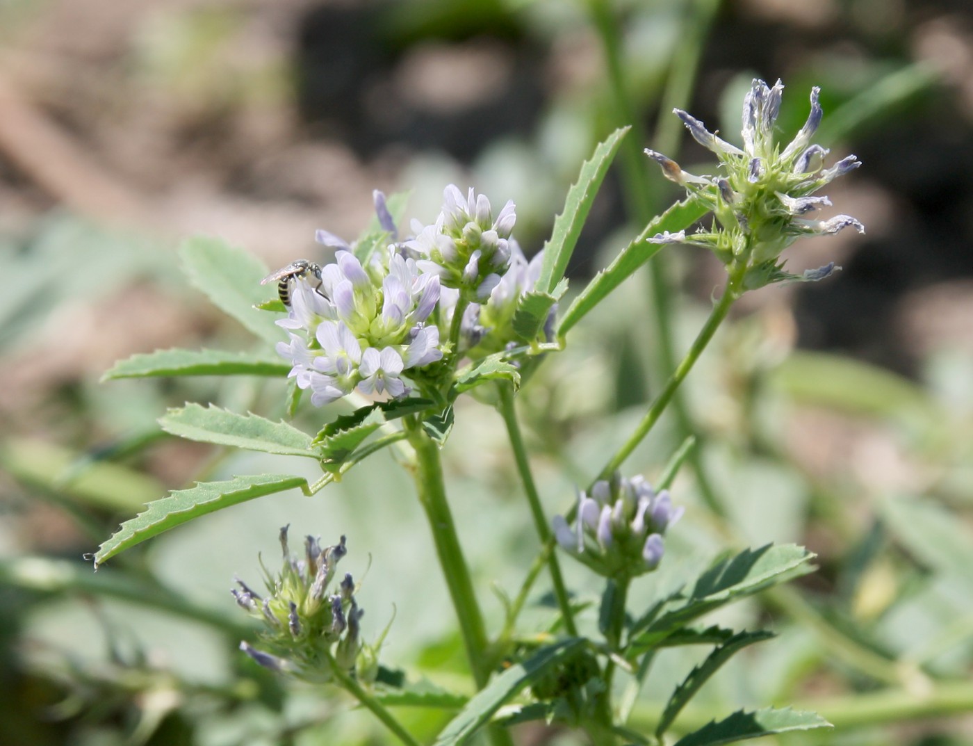 Изображение особи Trigonella procumbens.