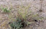 Artemisia scotina