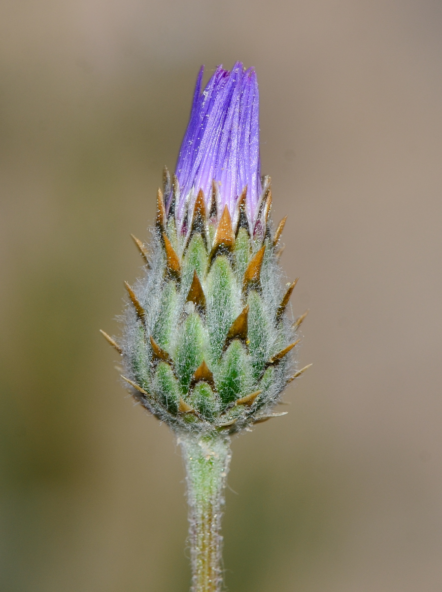 Image of Volutaria lippii specimen.