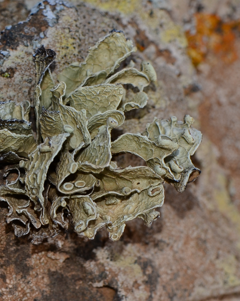 Image of genus Lobaria specimen.