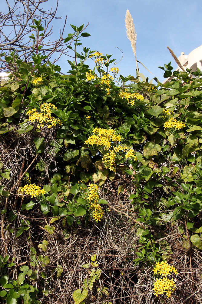 Изображение особи Senecio angulatus.