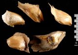 Смотреть изображение Pseudolarix amabilis