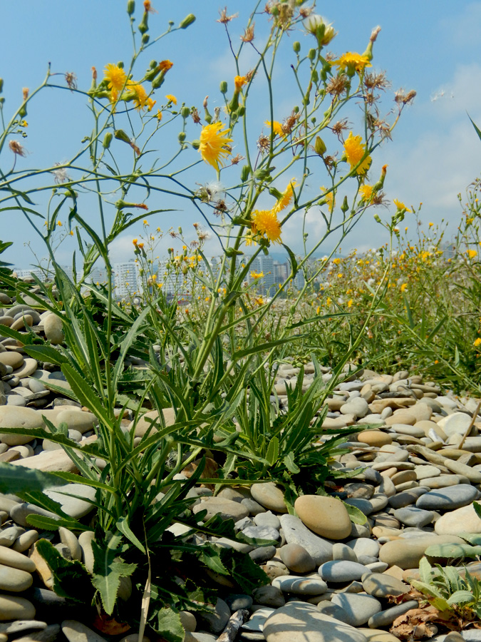 Image of Sonchus arvensis ssp. uliginosus specimen.