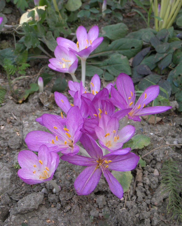 Image of Colchicum cilicicum specimen.