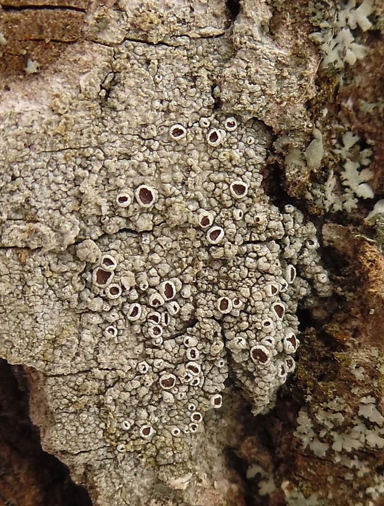 Image of Lecanora allophana specimen.