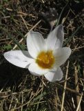 Crocus tauricus. Цветущее растение. Крым, Симферополь, мкр. Пневматика, нарушенная степь (остатки коренной растительности) между домами и сосновыми посадками. 22 марта 2017 г.