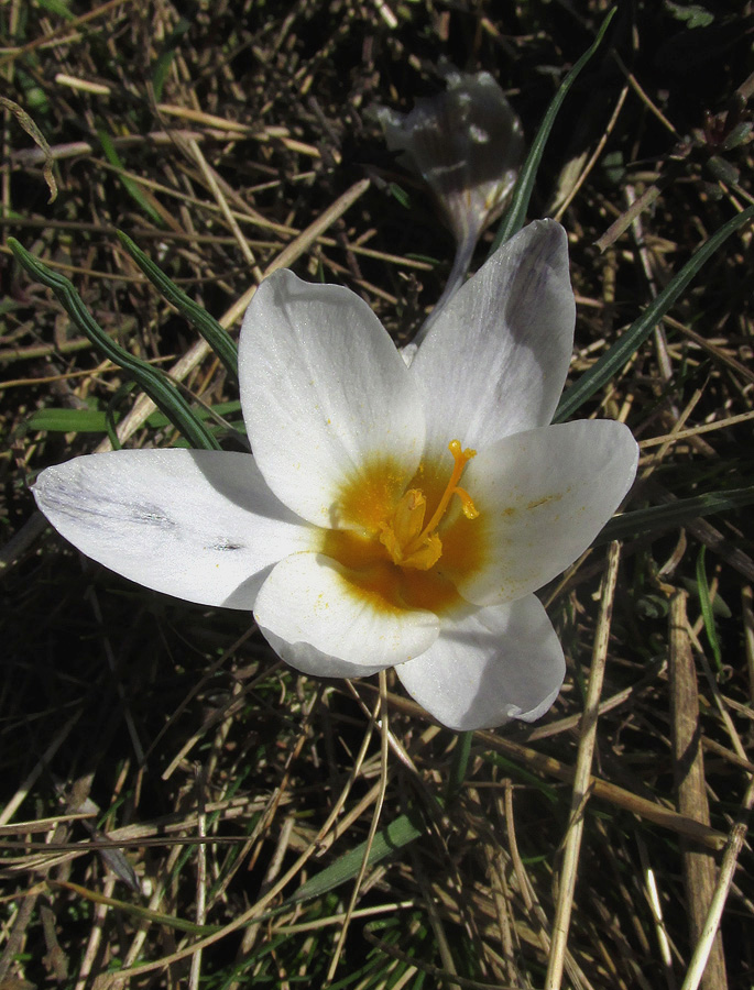 Изображение особи Crocus tauricus.