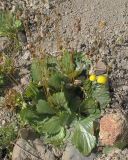 Calceolaria biflora. Цветущее и плодоносящее растение. Чили, пров. Мауле, пер. Pehuenche, выс. ок. 2550 м н.у.м., у ручья. 02.03.2014.