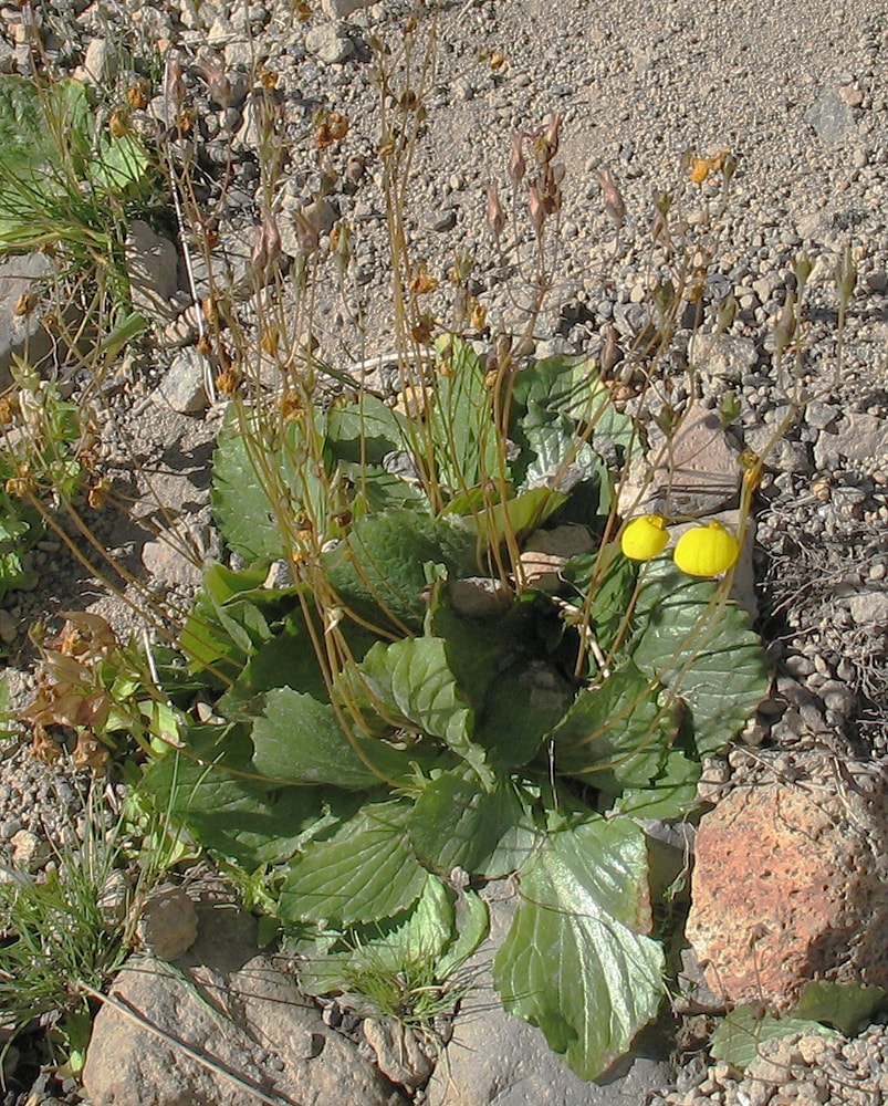 Image of Calceolaria biflora specimen.