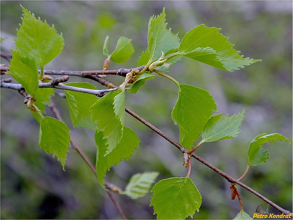 Image of Betula pendula specimen.