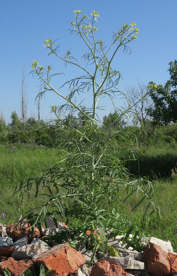 Image of Sisymbrium altissimum specimen.