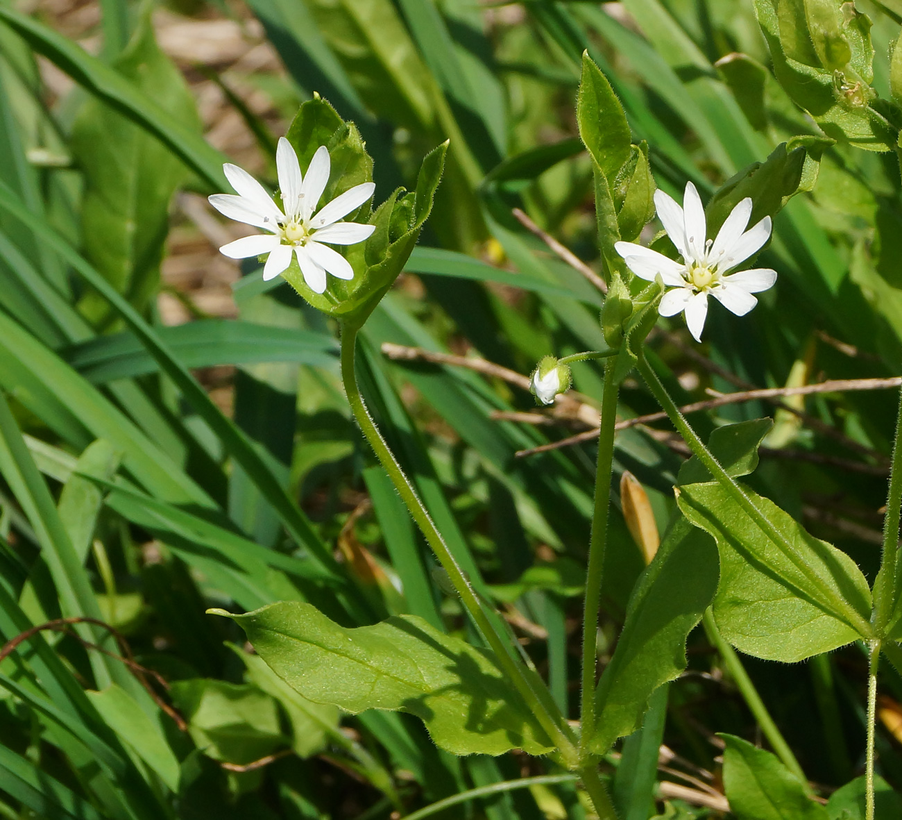 Изображение особи Stellaria bungeana.