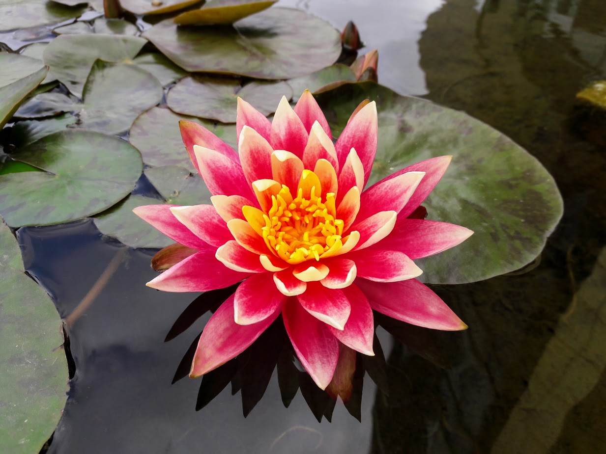 Image of Nymphaea odorata specimen.