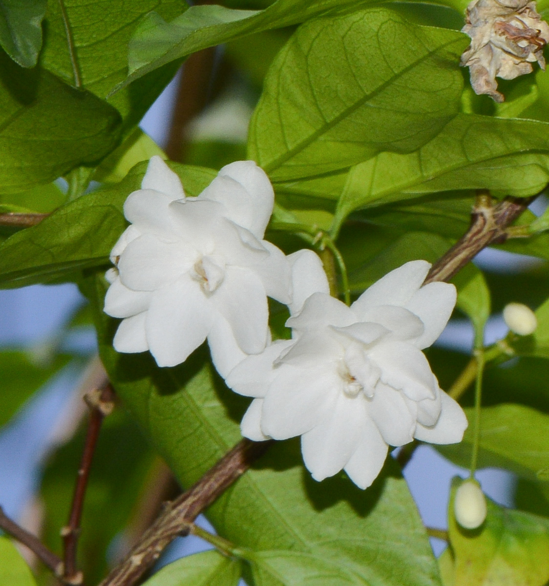 Image of Wrightia religiosa specimen.