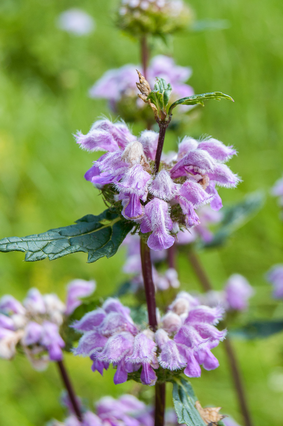 Image of Phlomoides tuberosa specimen.