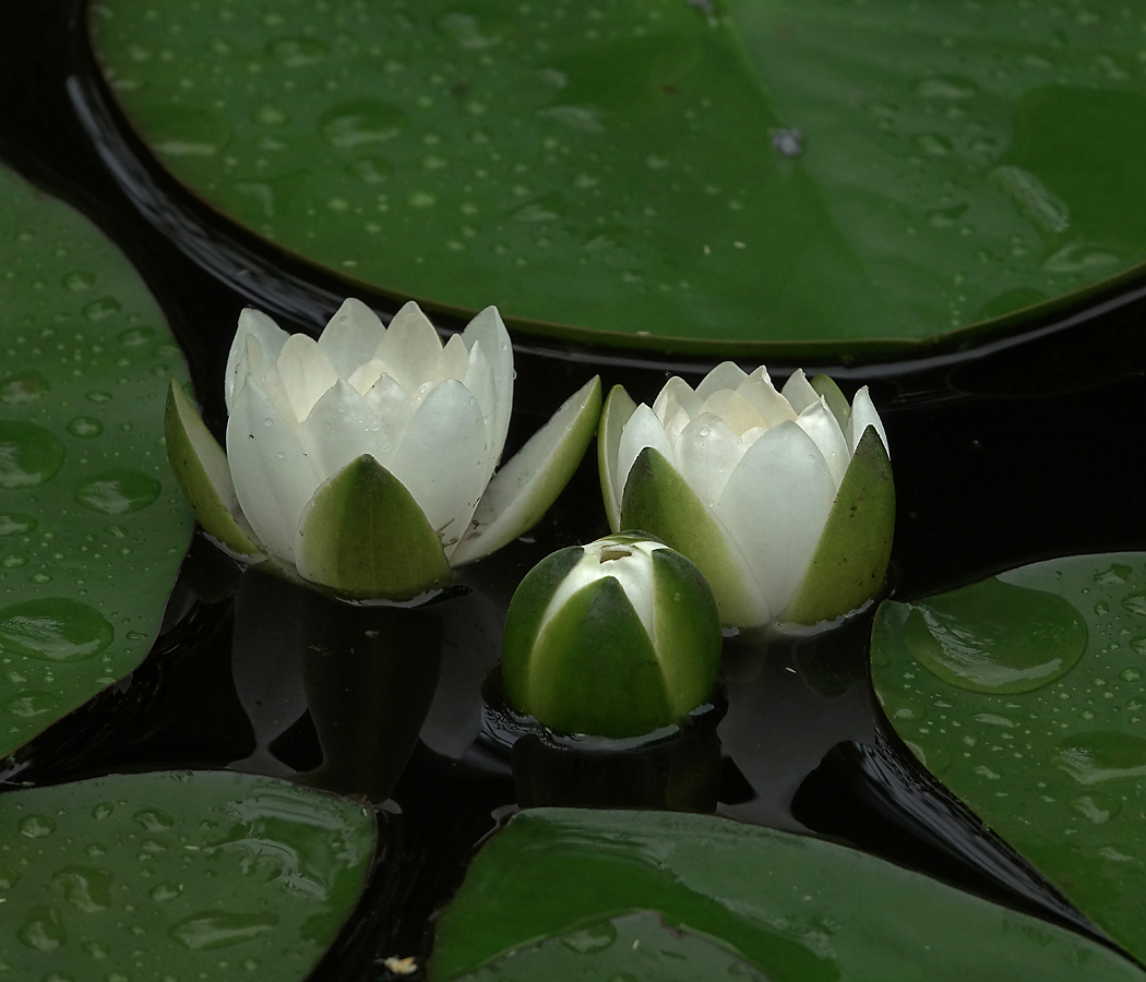 Image of Nymphaea candida specimen.