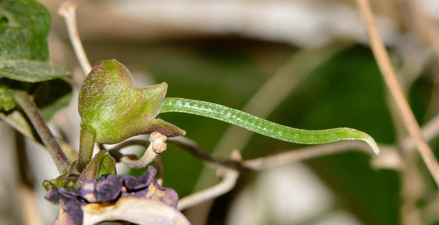 Изображение особи Vigna speciosa.