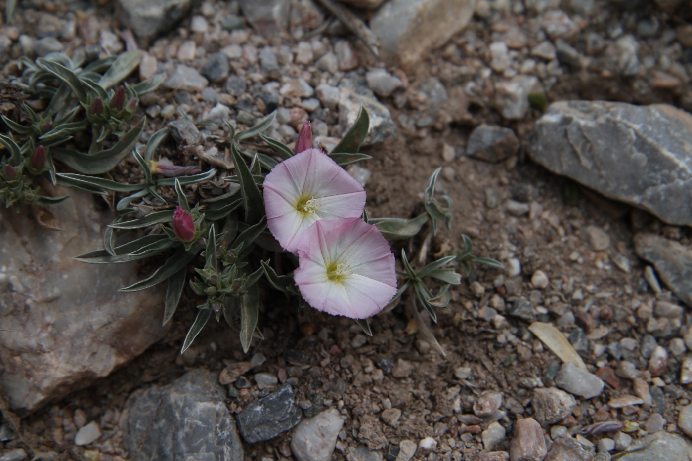 Image of Convolvulus lineatus specimen.