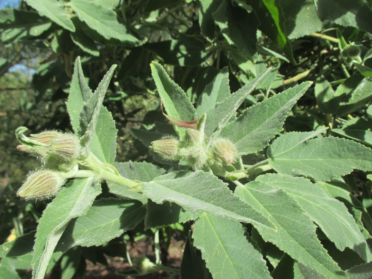 Image of Hibiscus splendens specimen.