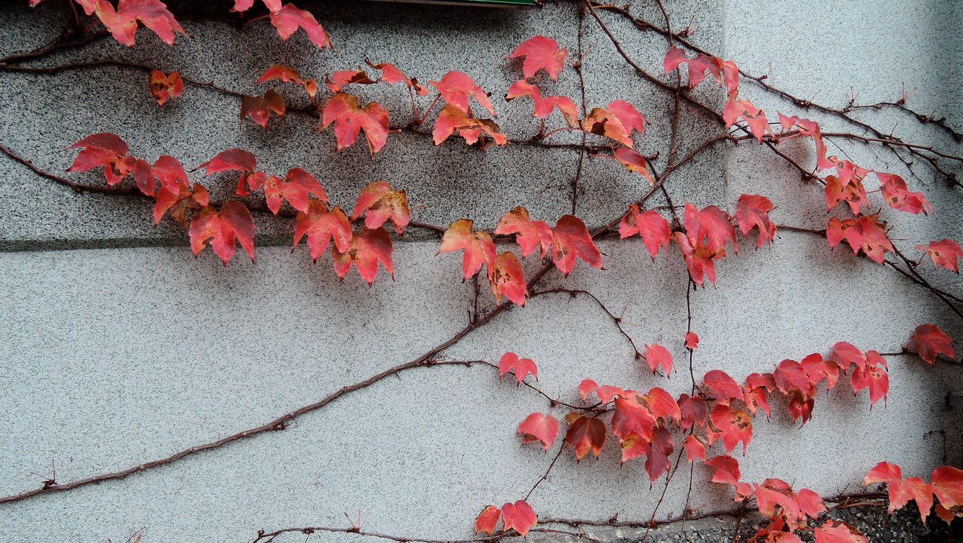 Image of Parthenocissus tricuspidata specimen.