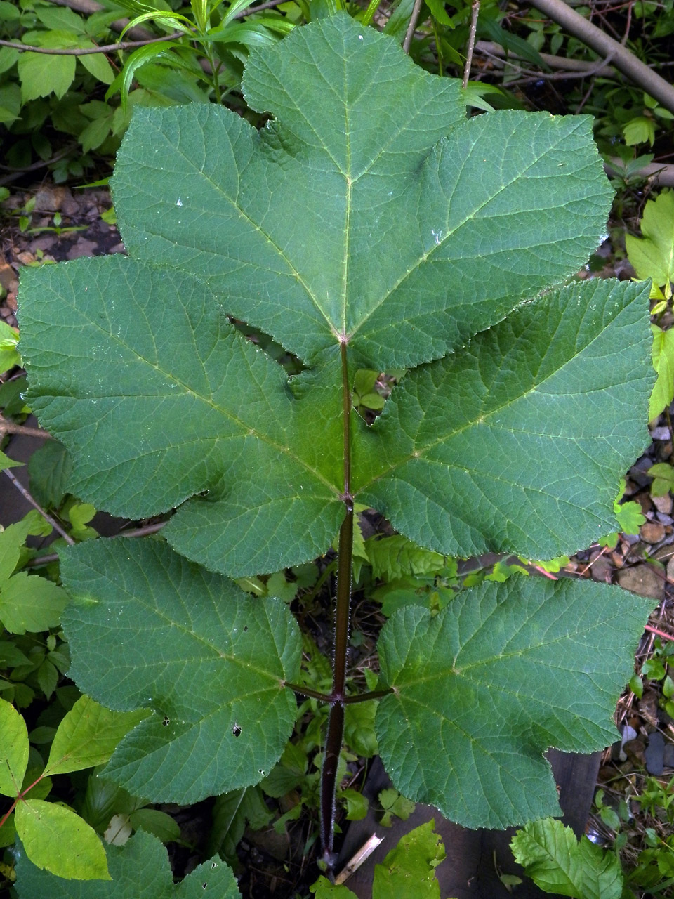 Image of Heracleum sibiricum specimen.