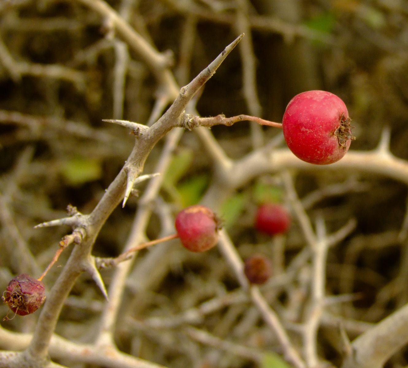 Image of Crataegus &times; sinaica specimen.