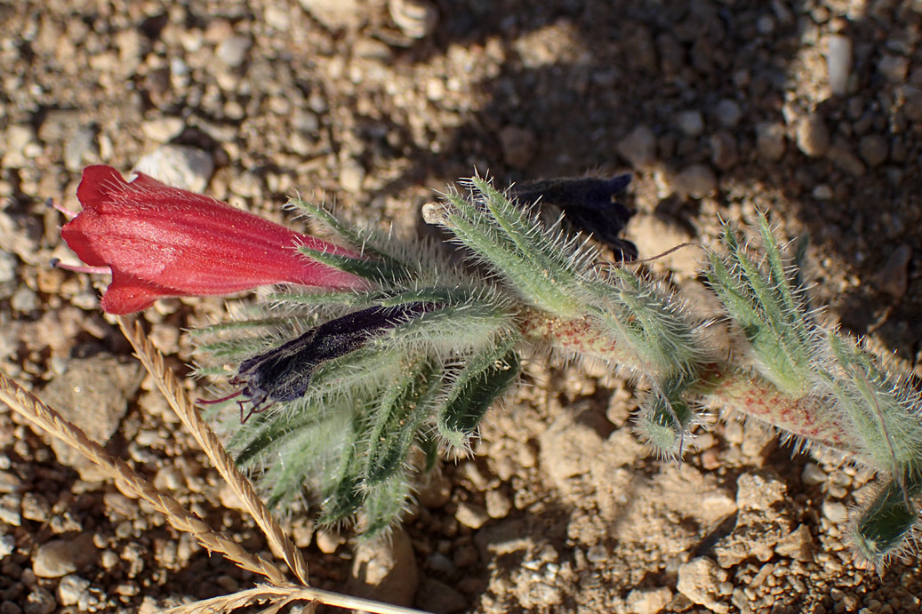 Изображение особи Echium angustifolium.