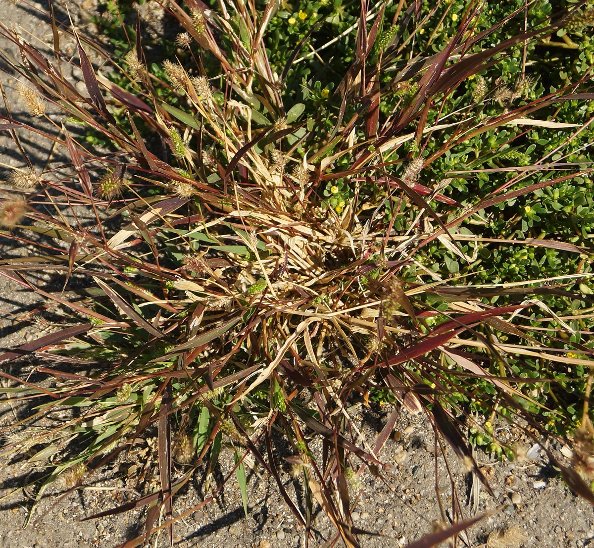 Image of Setaria viridis specimen.