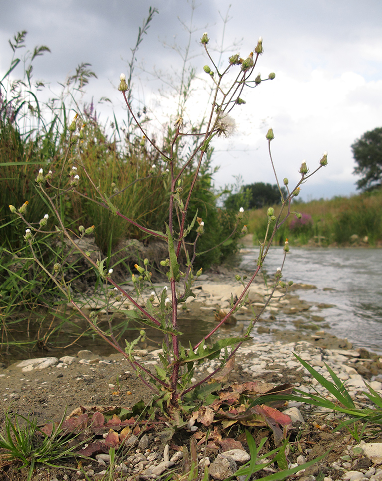 Image of Crepis rhoeadifolia specimen.