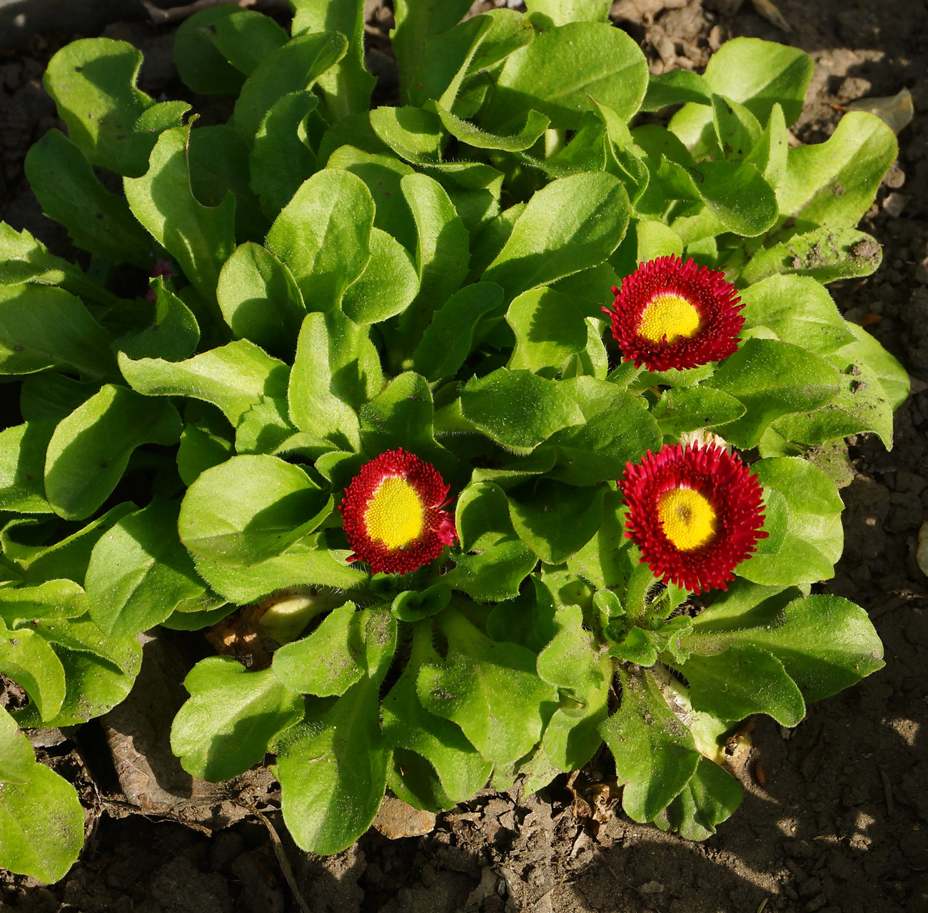 Image of Bellis perennis specimen.