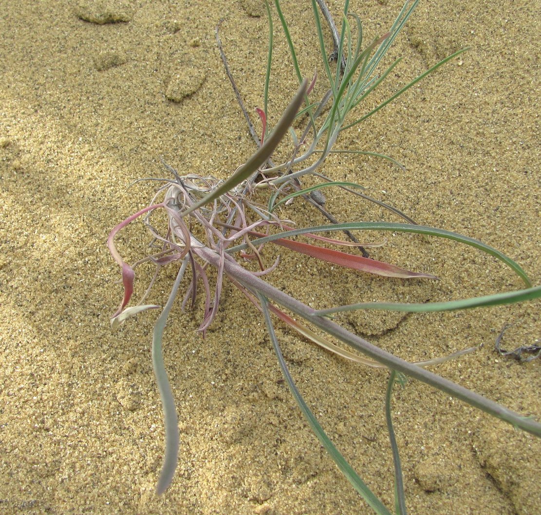 Image of Syrenia siliculosa specimen.