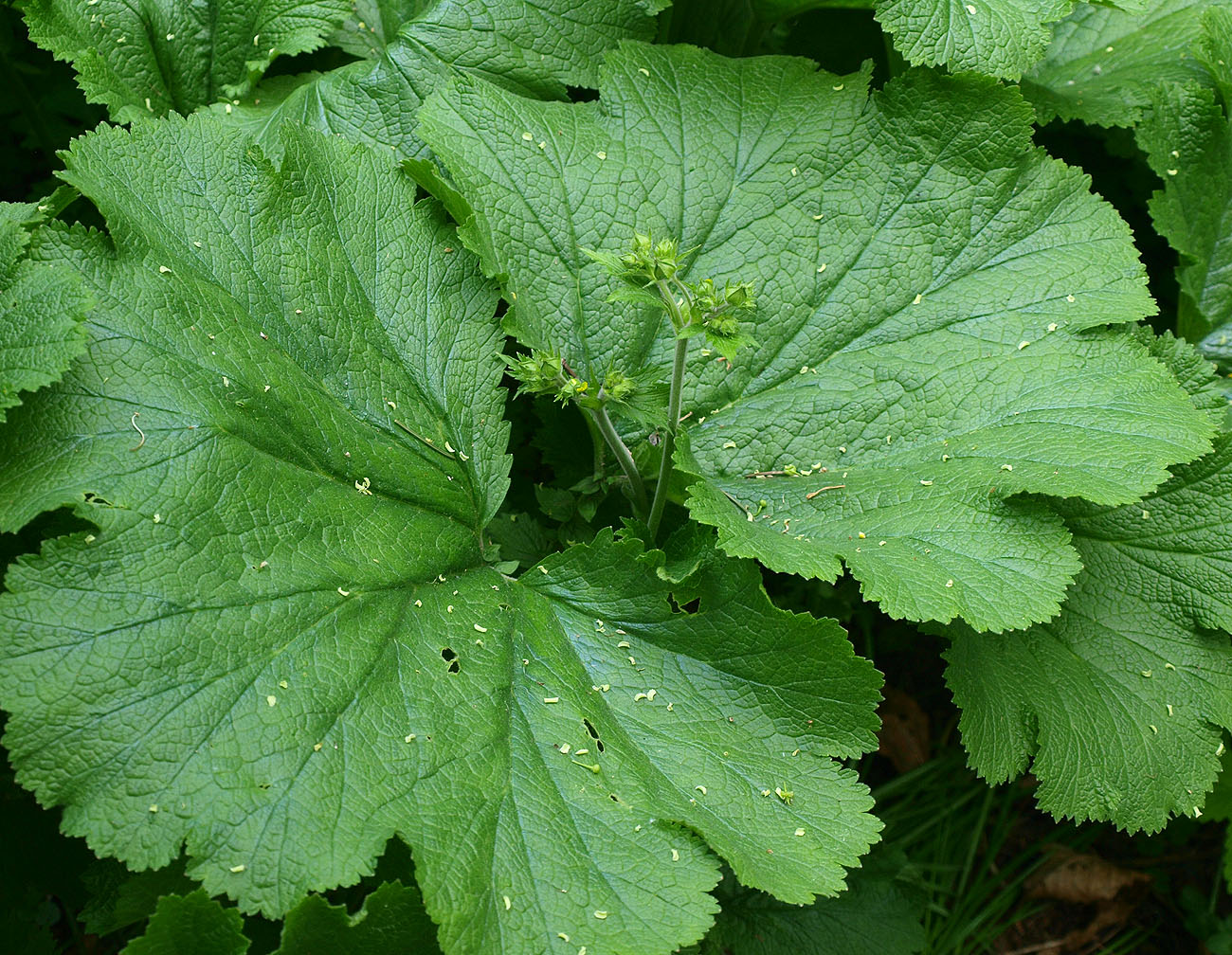 Изображение особи Woronowia speciosa.