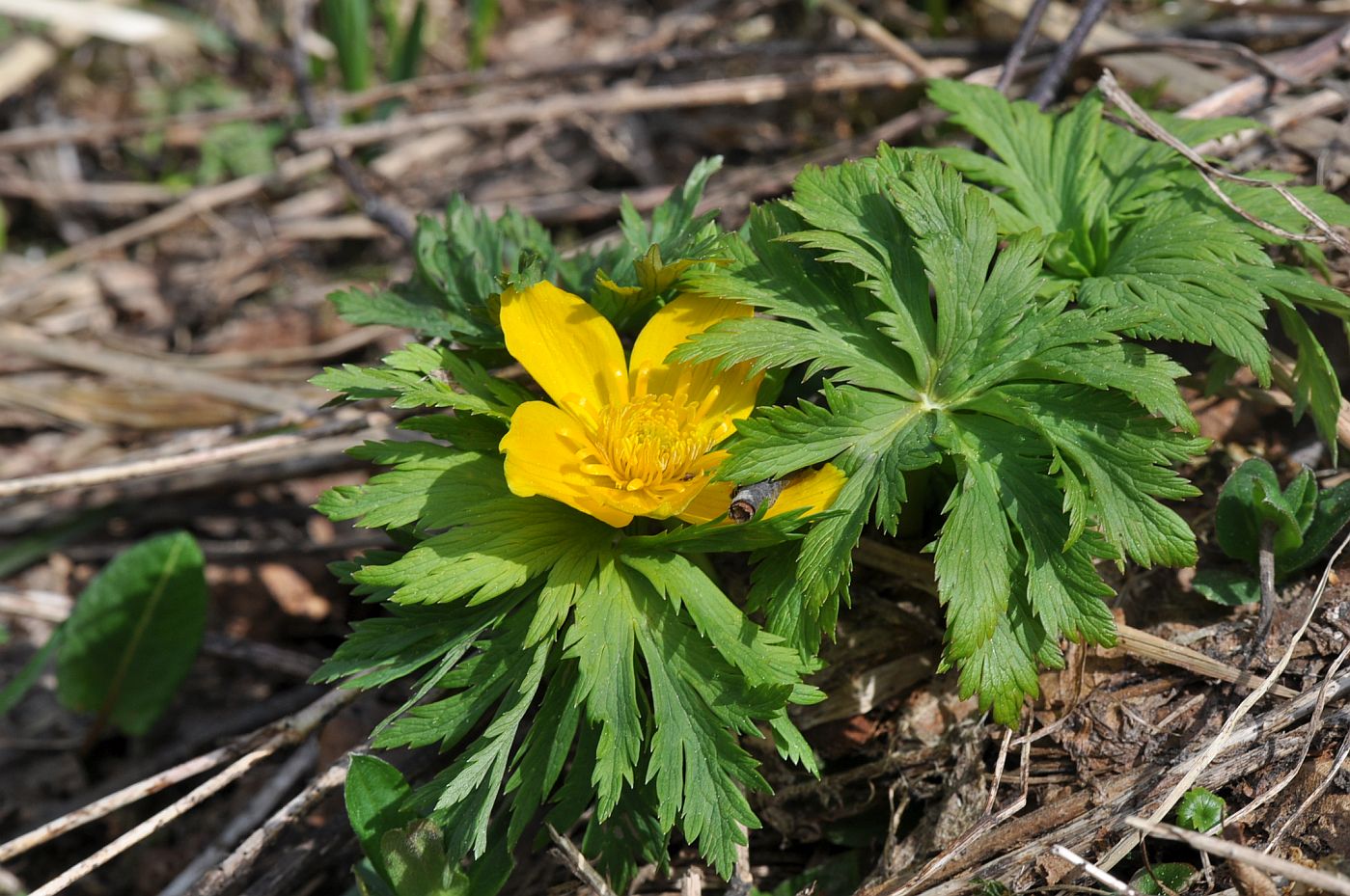 Image of Trollius ranunculinus specimen.