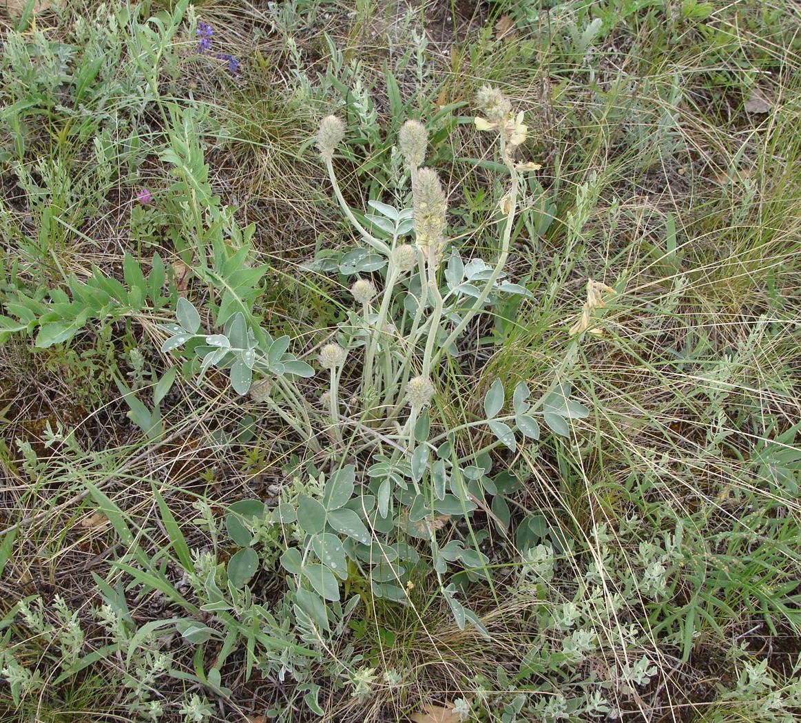 Изображение особи Hedysarum grandiflorum.