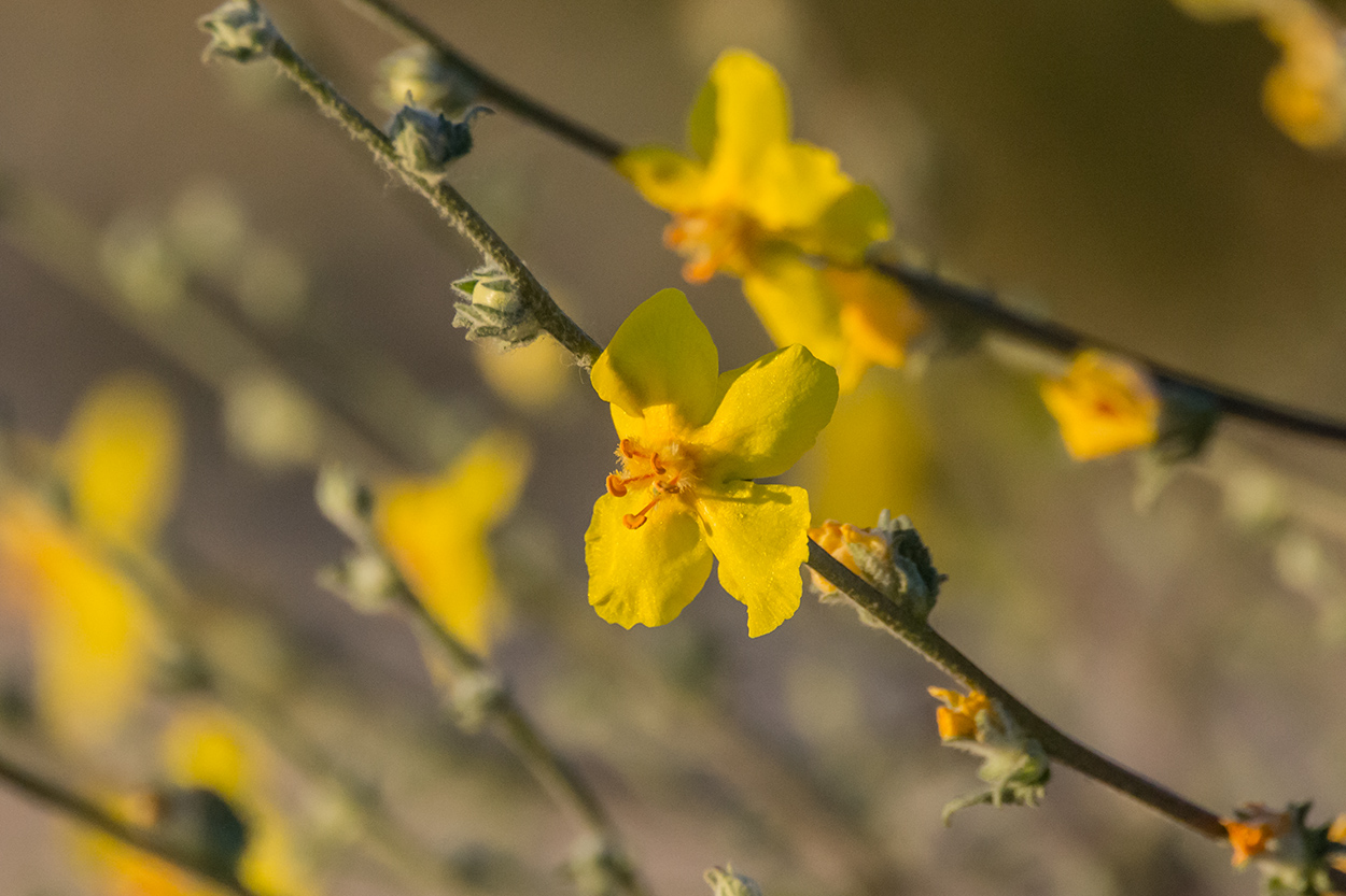 Image of Verbascum pinnatifidum specimen.