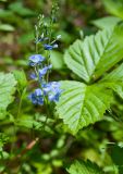 View full-size image genus Veronica