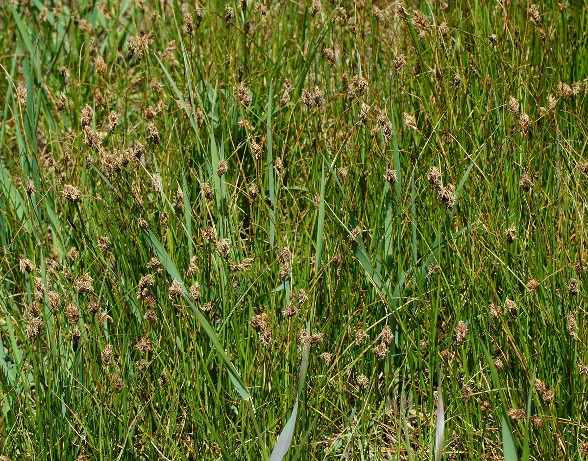 Изображение особи Carex pachystylis.