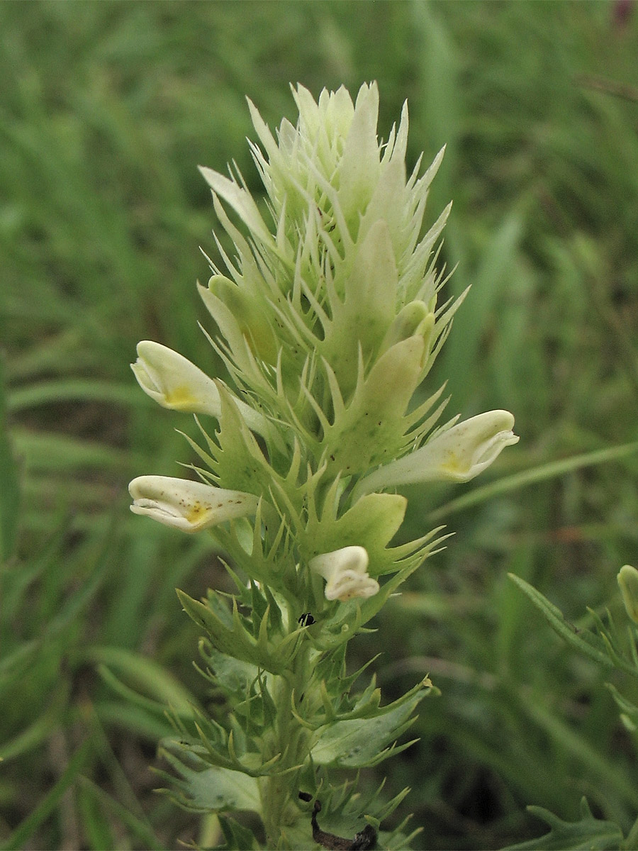 Image of Melampyrum arvense specimen.